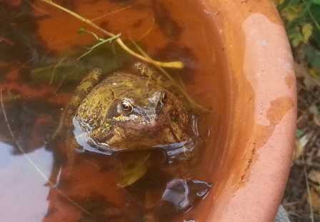 Garden Frog